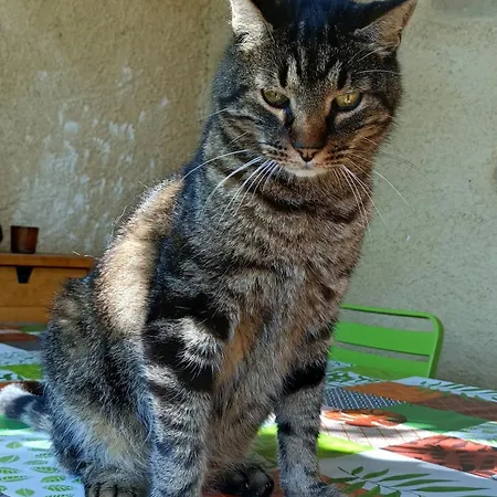 Alojamento de Acomodação e Pequeno-almoço Halte De D'artagnan *